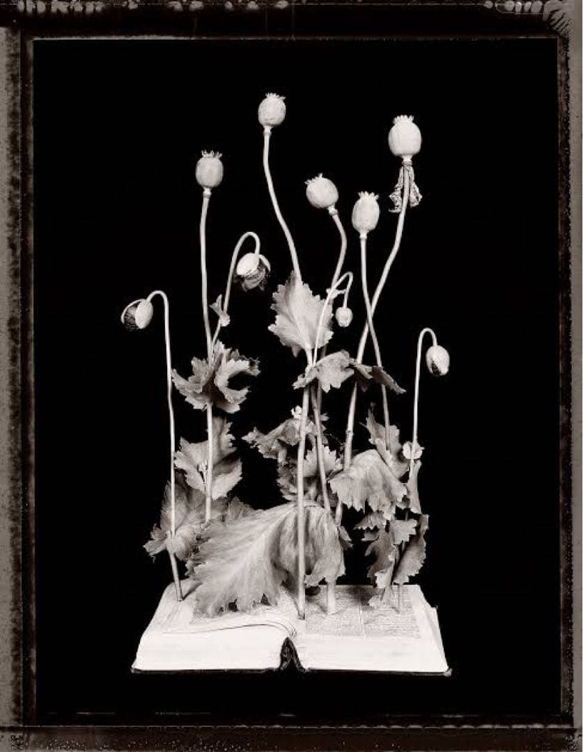 Vaughn Sills 「Beyond Words」アートフォト　写真