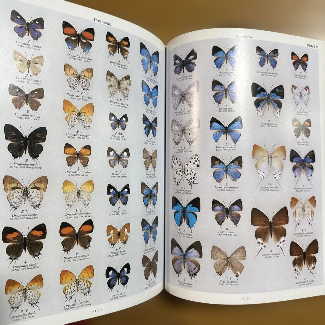 希少 絶版 ラオス蝶類図譜