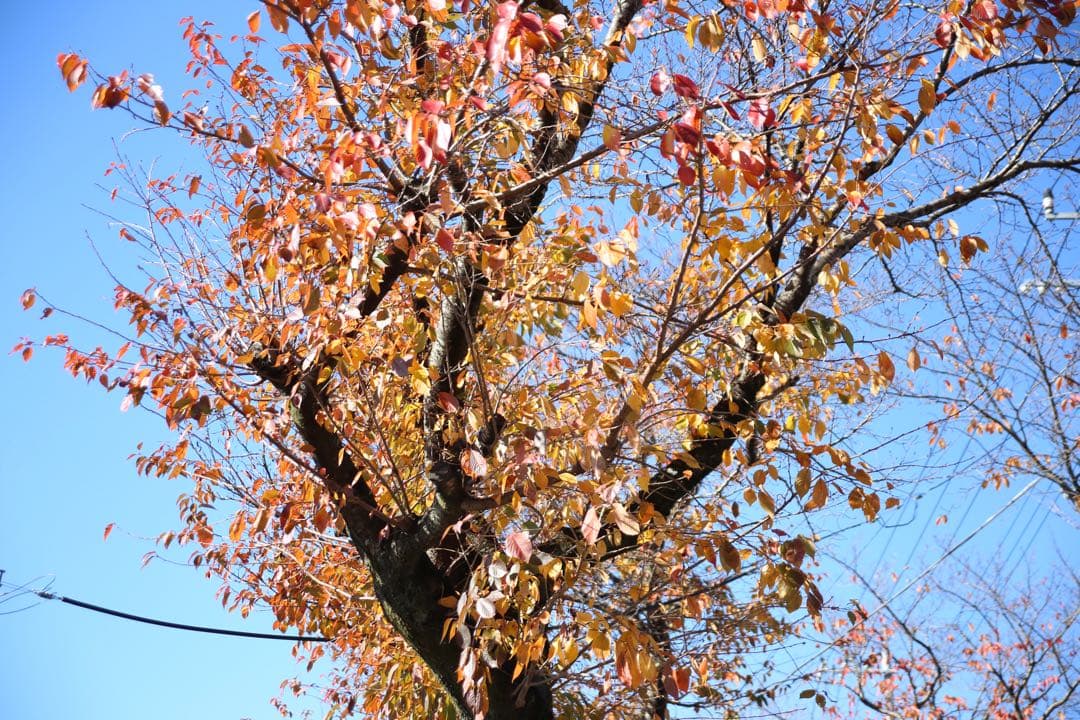 M*a様 SIGMA 24-60mm f/2.8 EX DG キャノン