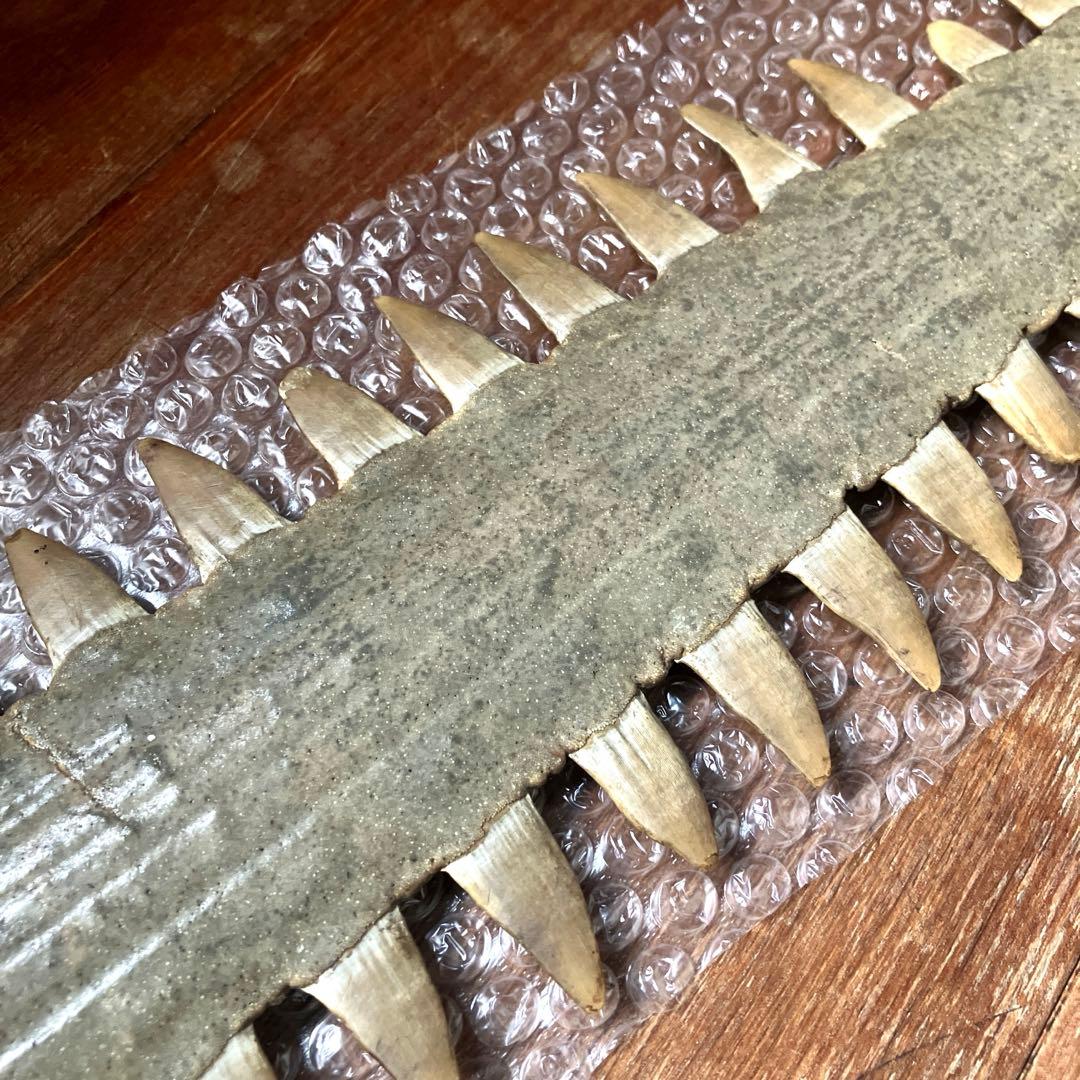 希少 ノコギリエイ 吻 全長約74cm 歯 博物 雑貨