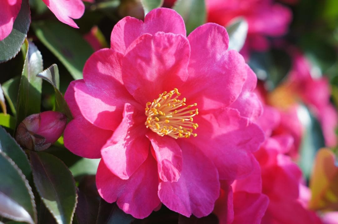 【整備済完動品】Super Takumar 55mm F/1.8 後期型