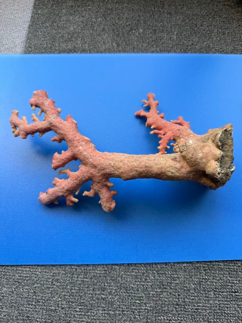 ピンクコーラル 置物 約30cm