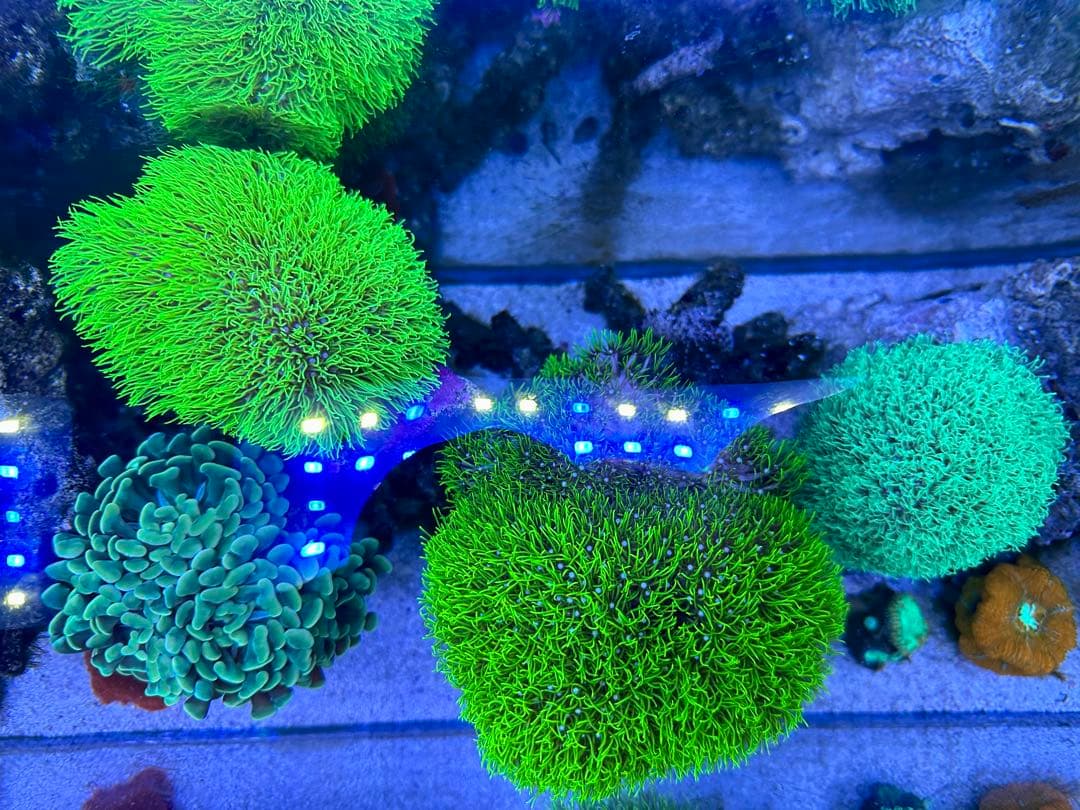 リポビタンD様　7種