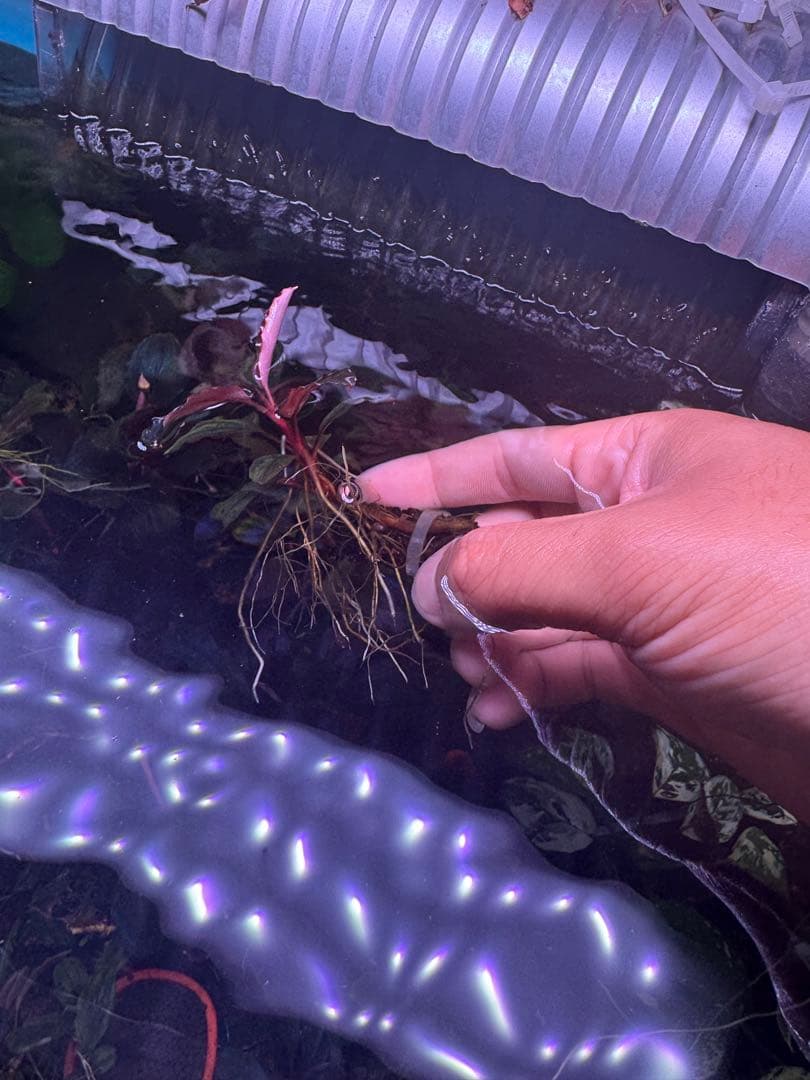 ブセファランドラsp. ファンタスティックパープル　完全水中葉　大株