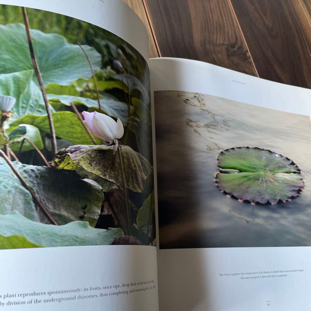 アート・デザイン・音楽 The Lotus Flower: A Textile Hidden in