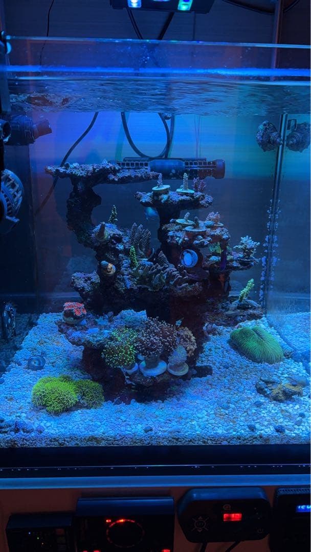 レイアウト済jsコーラルロック　人工ライブロック