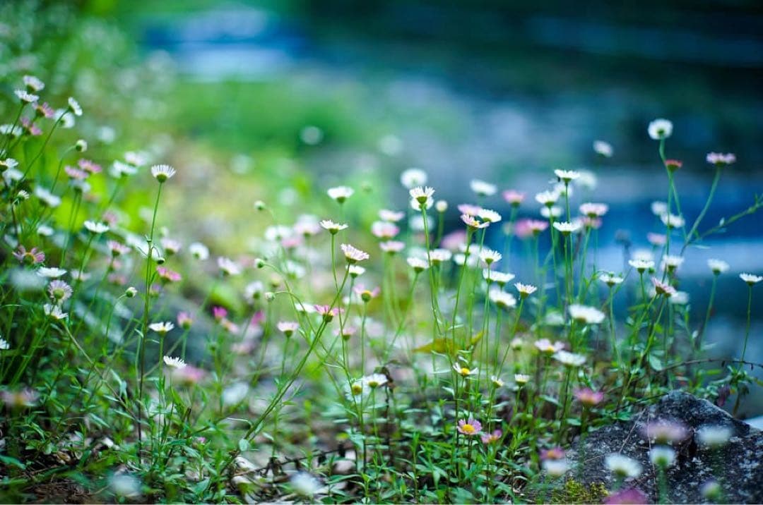 Leica Summicron 50mm f2＋αEマウントアダプタ／実写確認済