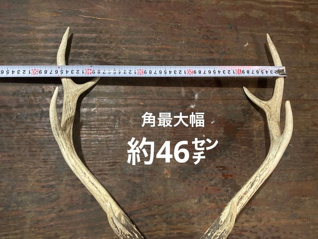 R*n様 蝦夷鹿hunting trophy（deer skull）