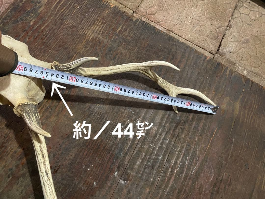 R*n様 蝦夷鹿hunting trophy（deer skull）