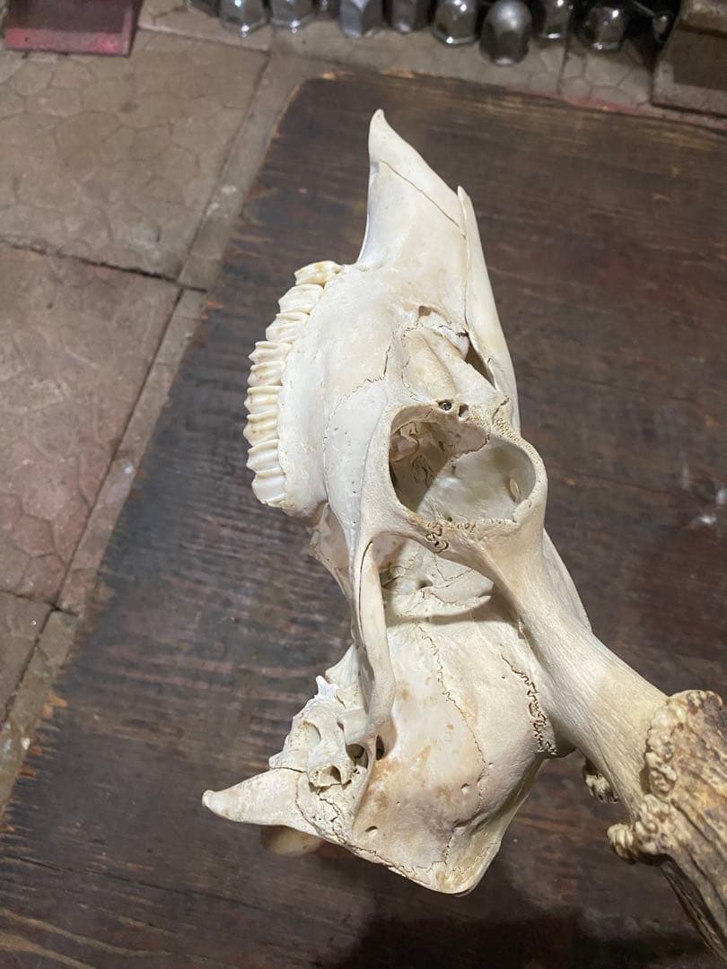 R*n様 蝦夷鹿hunting trophy（deer skull）