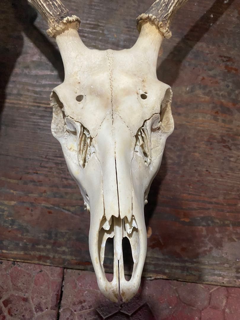 R*n様 蝦夷鹿hunting trophy（deer skull）