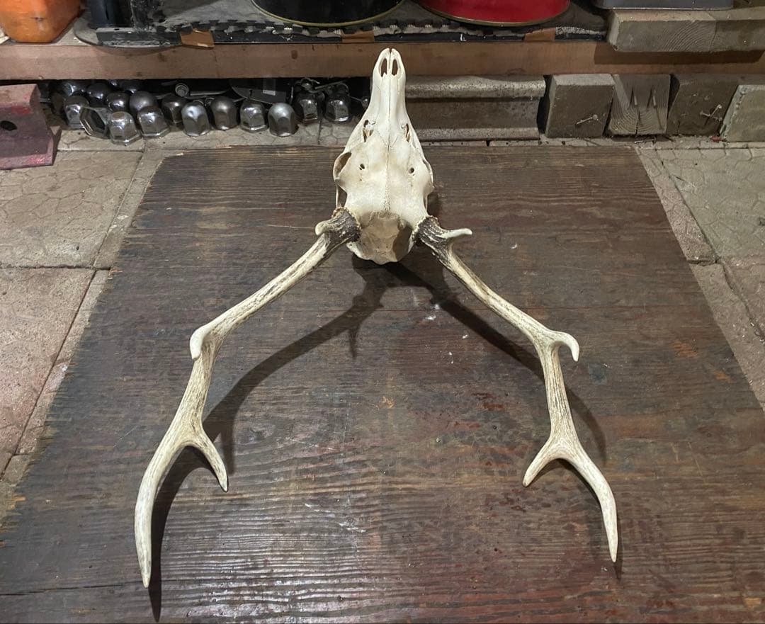R*n様 蝦夷鹿hunting trophy（deer skull）