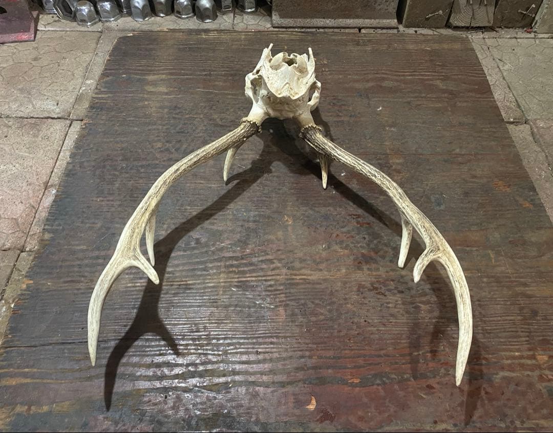 R*n様 蝦夷鹿hunting trophy（deer skull）