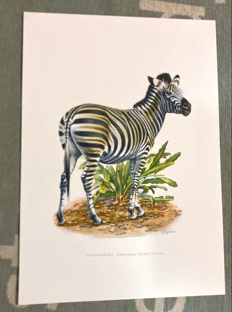 博物図鑑　1958年（ドイツ）図版、 160枚のボタニカルアートBOX