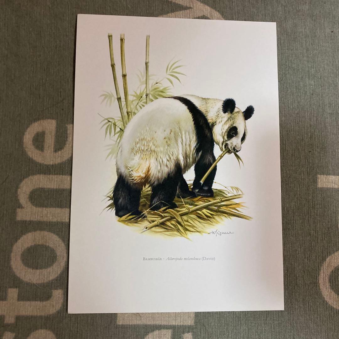 博物図鑑　1958年（ドイツ）図版、 160枚のボタニカルアートBOX