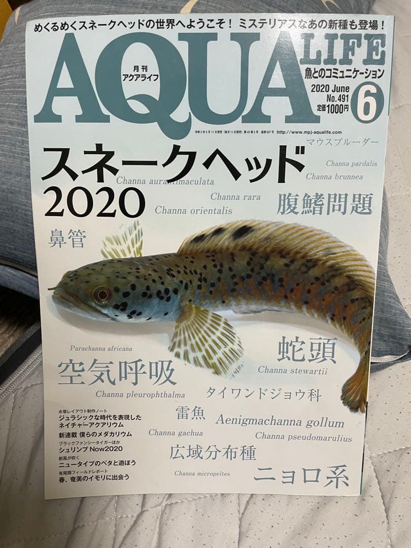 【貴重！】月刊アクアライフ スネークヘッド特集 4冊セット
