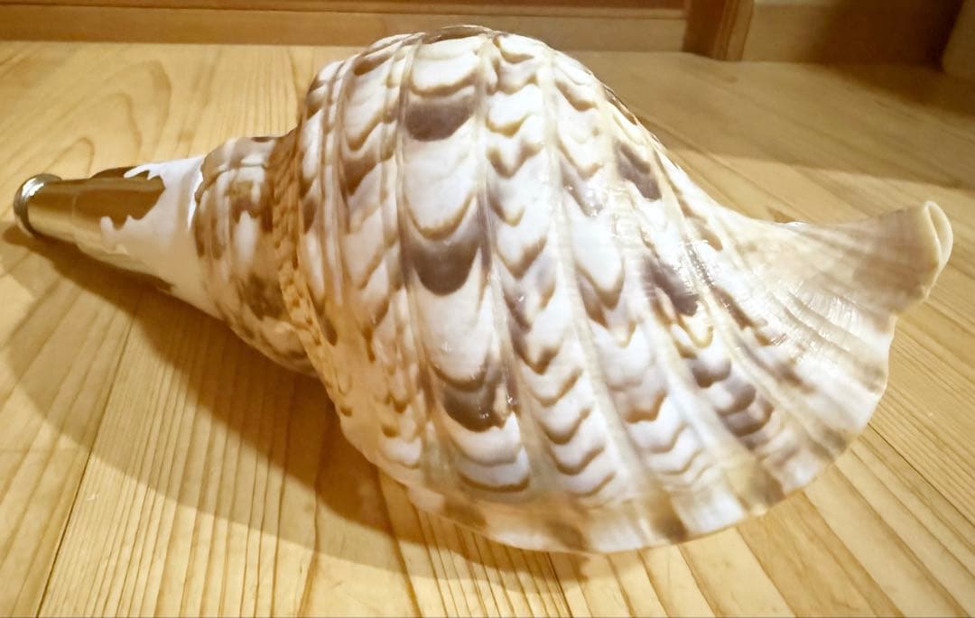 コンパクト修験道法螺貝　山伏　密教　熊よけ　魔除け❣️ほら貝　ホラガイ