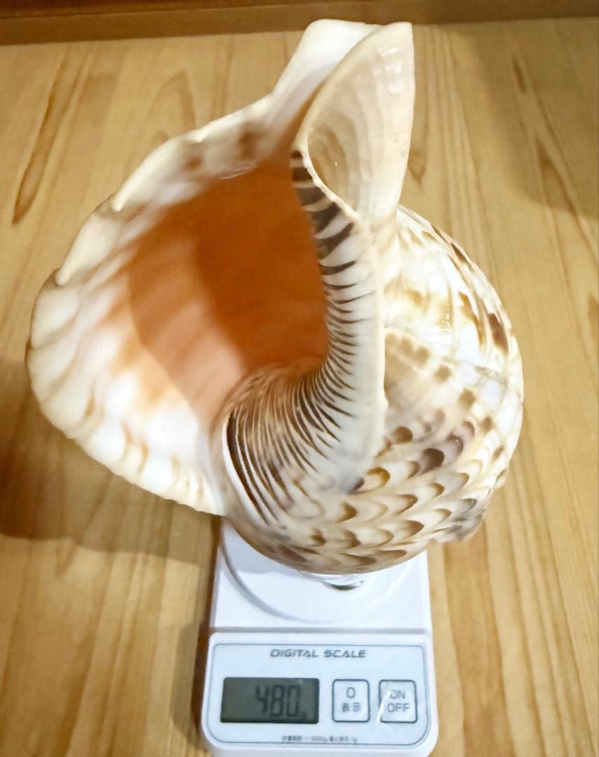 コンパクト修験道法螺貝　山伏　密教　熊よけ　魔除け❣️ほら貝　ホラガイ