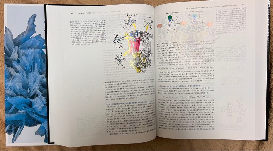 こっこ　ストライヤー 生化学 第8版