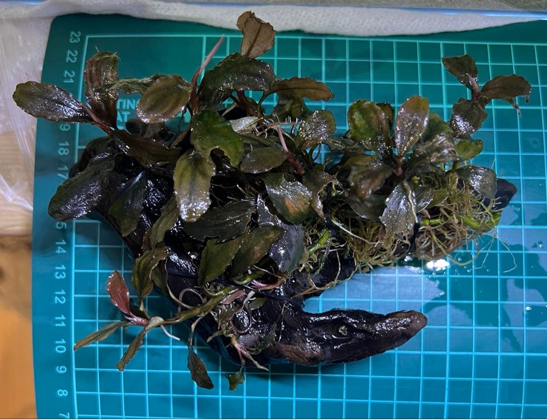 ブセファランドラspシャインブルー群生