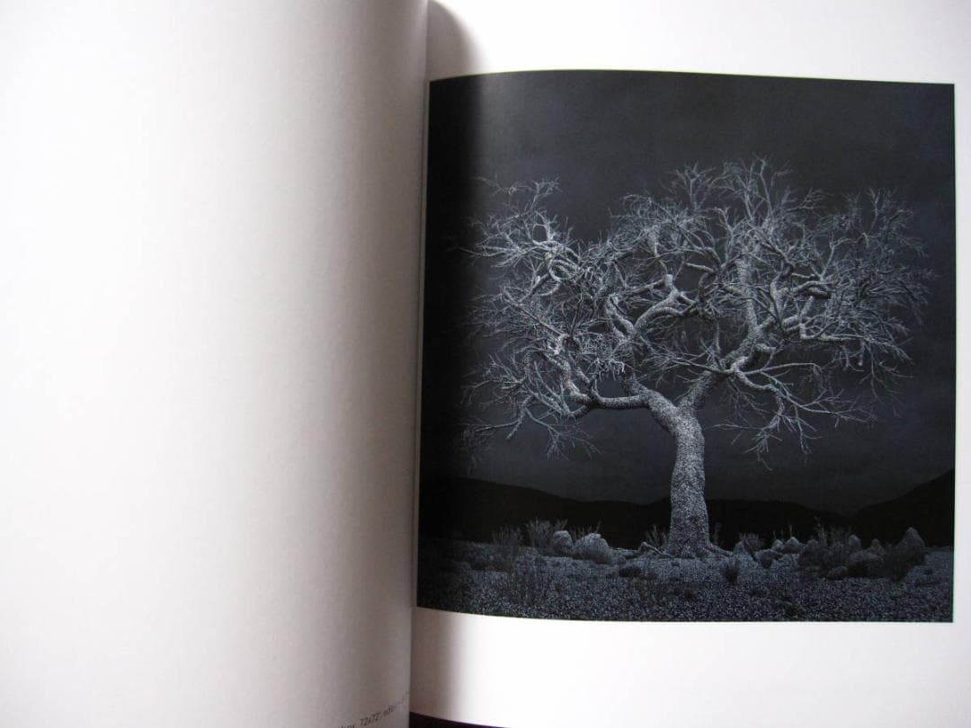 Kelly Richardson　Pillars of Dawn