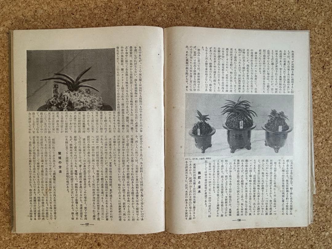 東洋蘭と西洋蘭　実際園芸叢書　第十四編