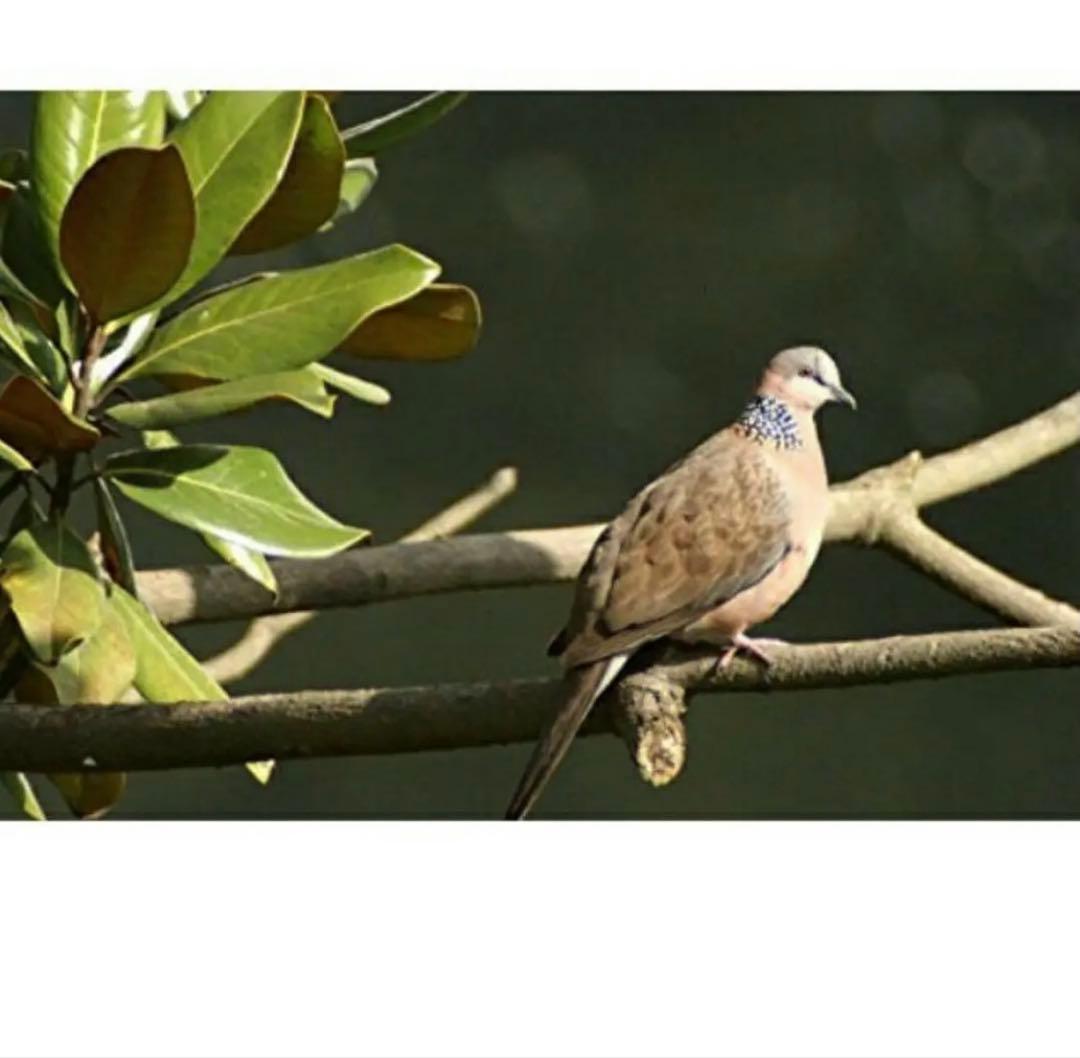 早い者勝ちSONYミラーレス対応！ズームレンズ！カメラ初心者でも安心サポート付！