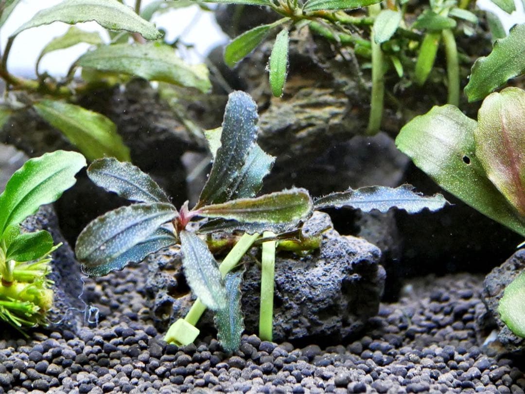 ブセファランドラ『１１種１１株』【完全水中葉【レア種入】宅急便発送（発泡箱使用）