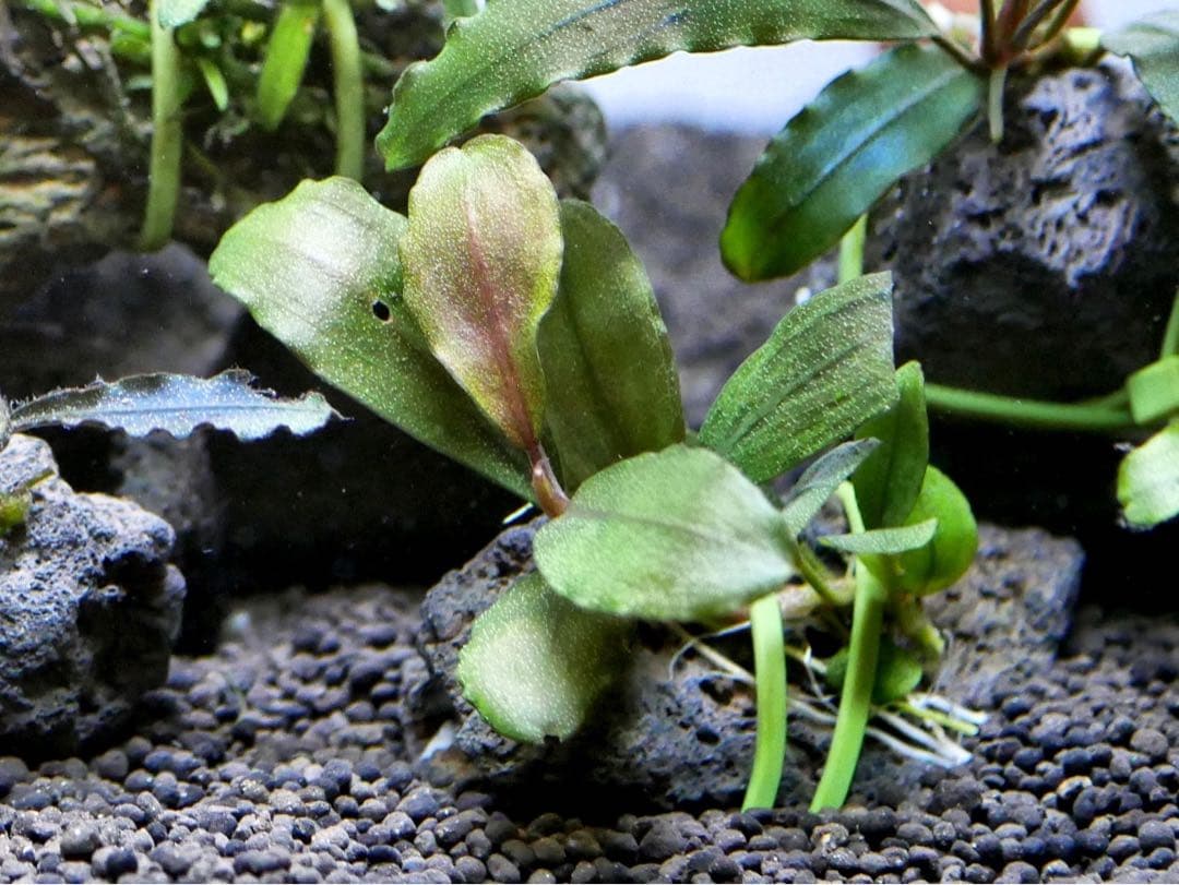 ブセファランドラ『１１種１１株』【完全水中葉【レア種入】宅急便発送（発泡箱使用）