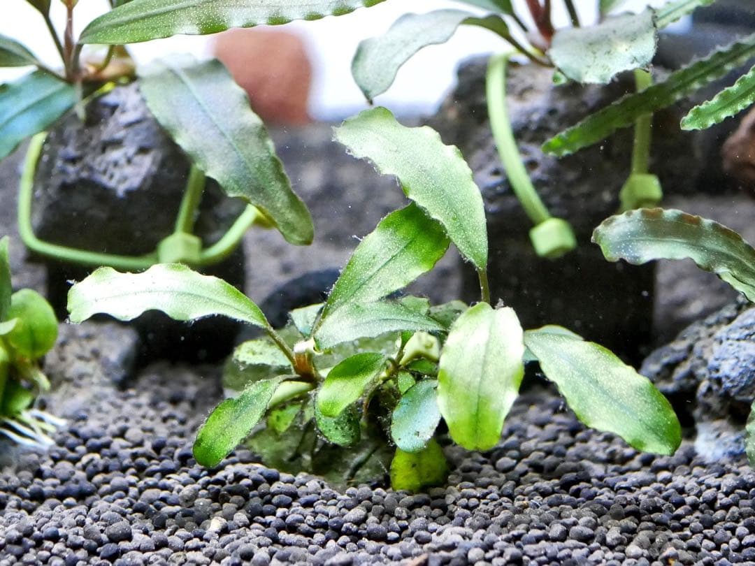 ブセファランドラ『１１種１１株』【完全水中葉【レア種入】宅急便発送（発泡箱使用）