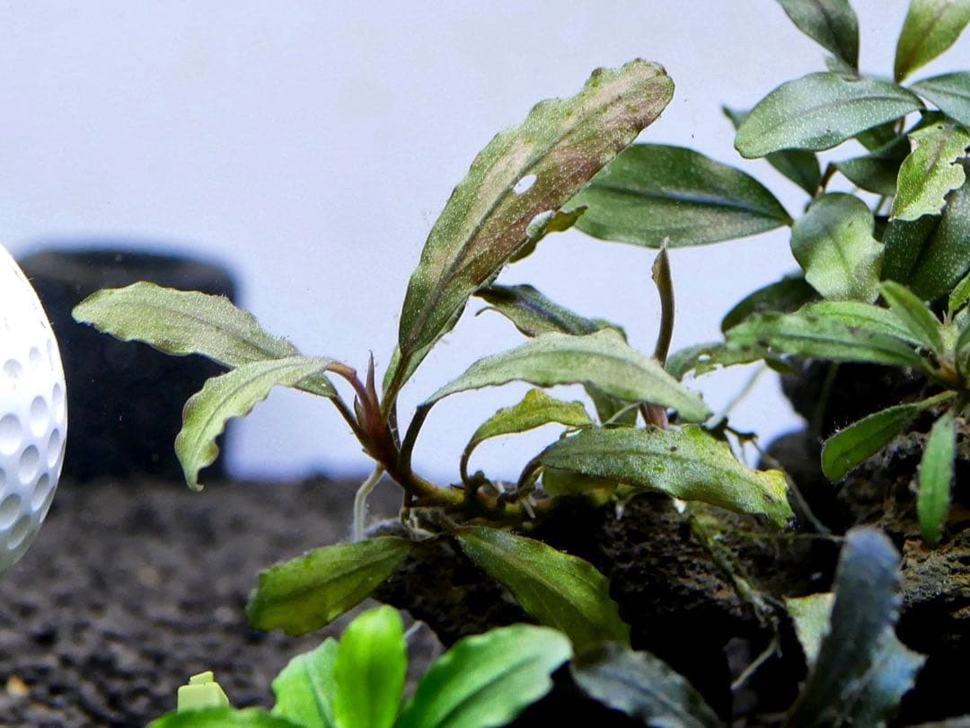 ブセファランドラ『１１種１１株』【完全水中葉【レア種入】宅急便発送（発泡箱使用）