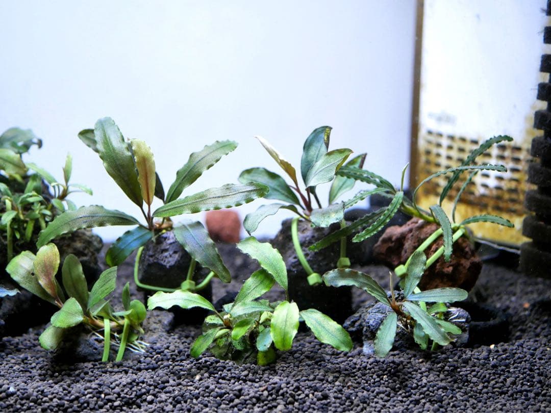 ブセファランドラ『１１種１１株』【完全水中葉【レア種入】宅急便発送（発泡箱使用）