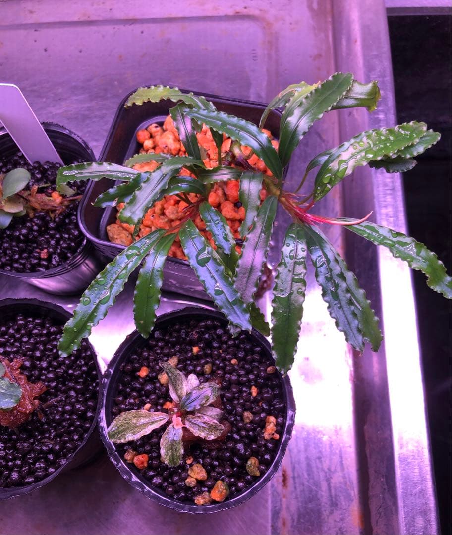 陰性水草の王様的存在【ブセファランドラ】新春SALE 1セット限定③