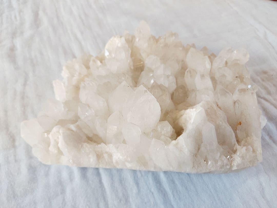 ヒマラヤクラスター　20cm