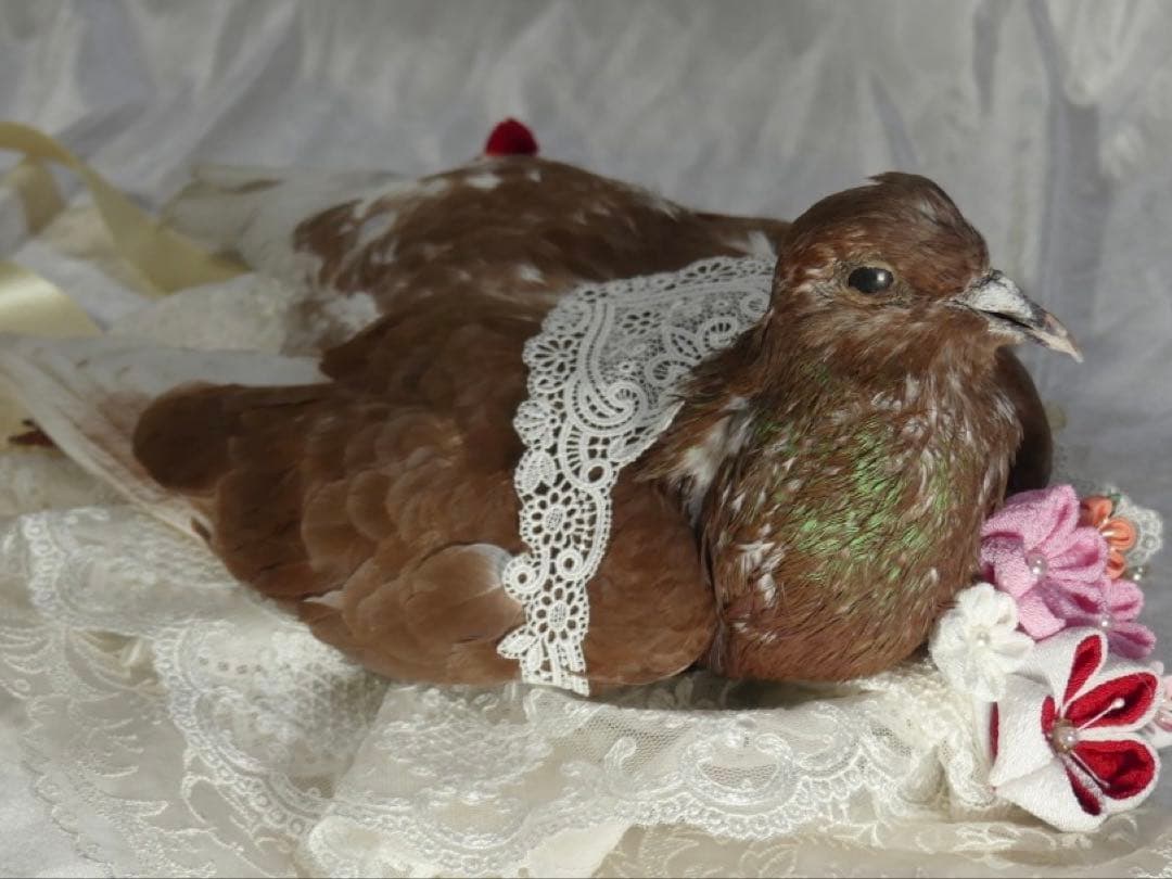 鳩のヘアアクセサリー　ヘッドドレス　レース　パール