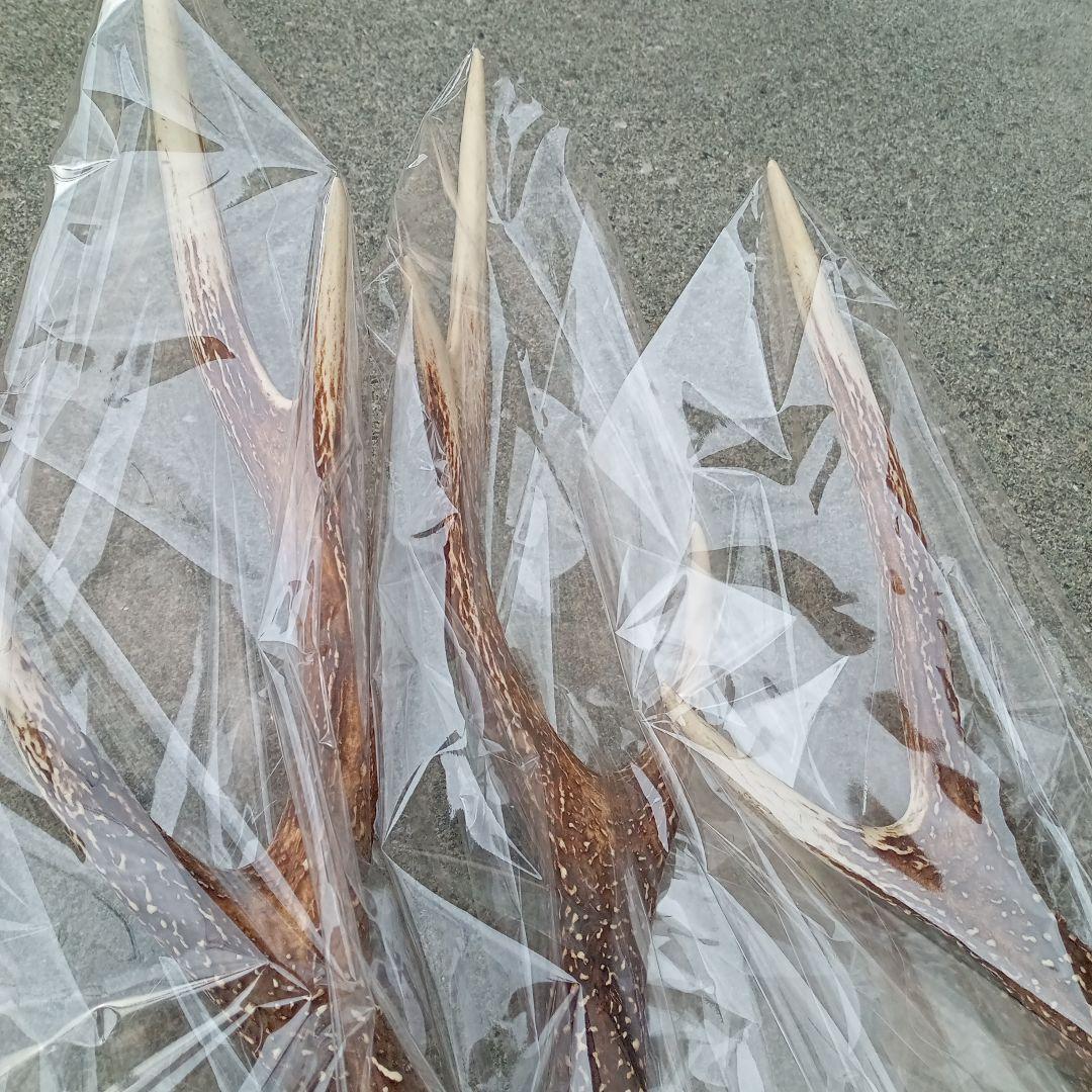 鹿の角 5本セット