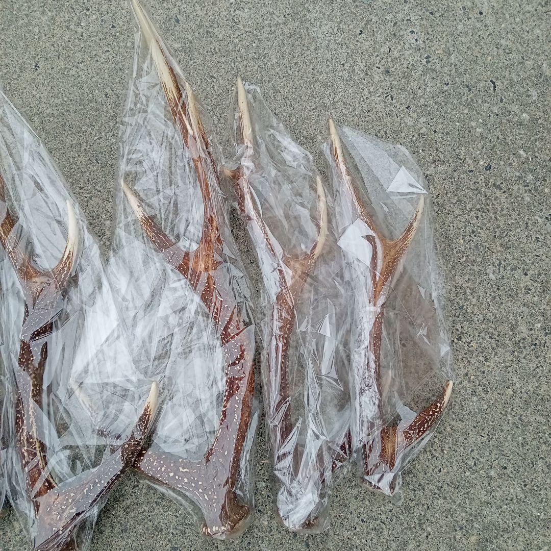 鹿の角 5本セット