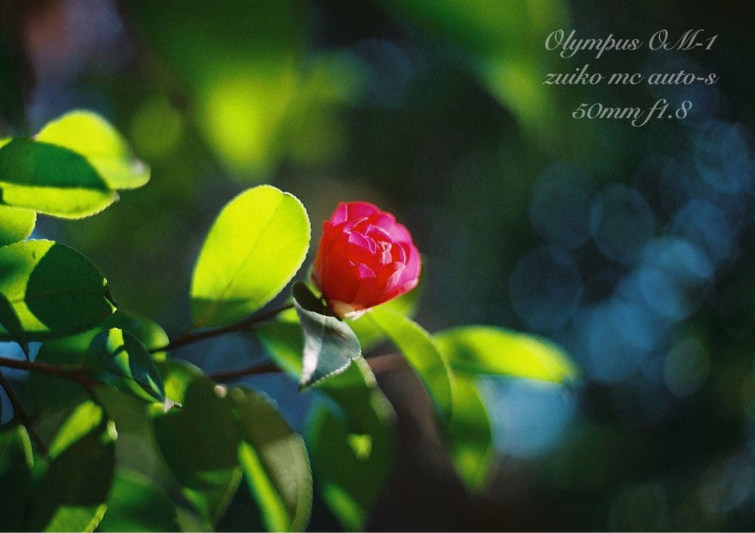 入門に★OLYMPUS OM-1/レンズセット★作例多数＊初期保証＊美品＊完動品