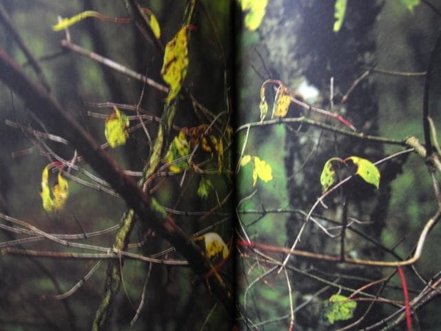 into the forest　田淵三菜　Mina Tabuchi　冊子付