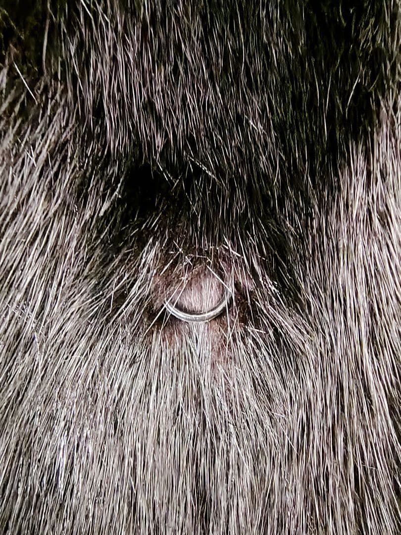 ミンク毛皮コート　ブラック　※名前刺繍あり