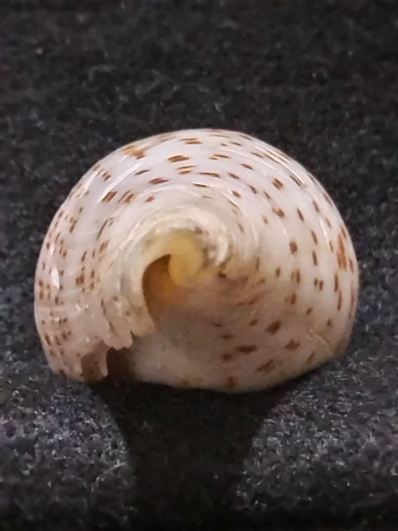 貝殻 ≪稀少≫ コブットウイモ (イモガイ科)