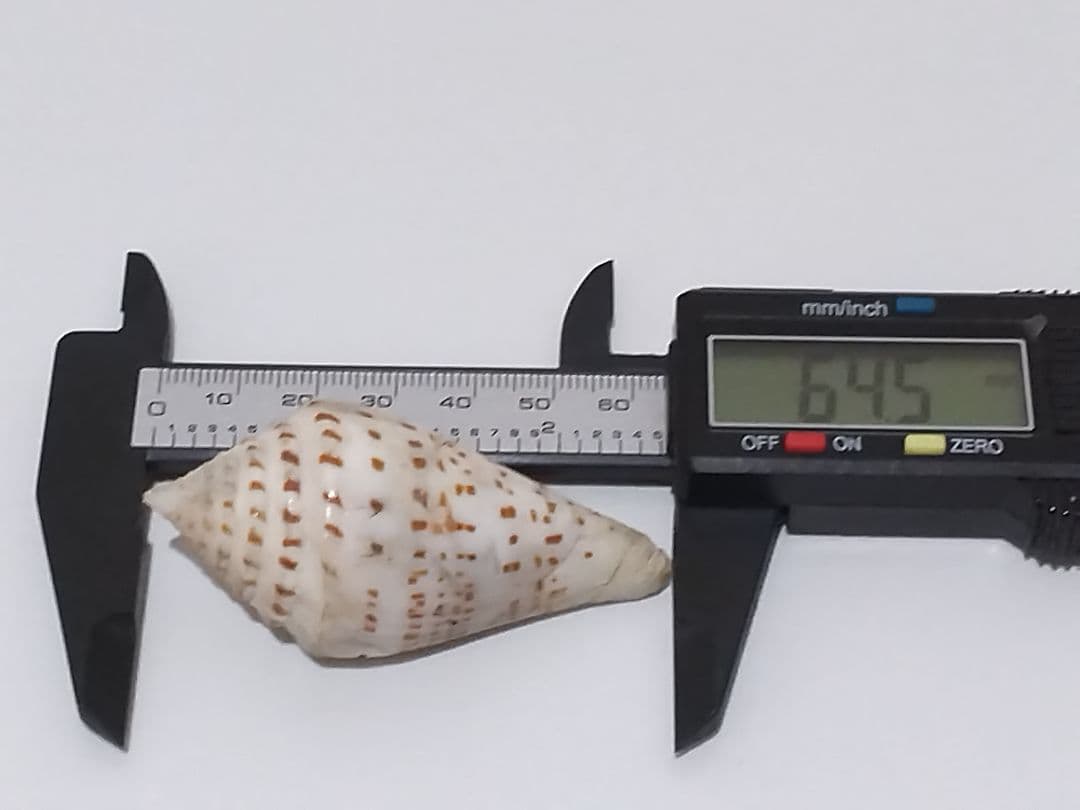 貝殻 ≪稀少≫ コブットウイモ (イモガイ科)