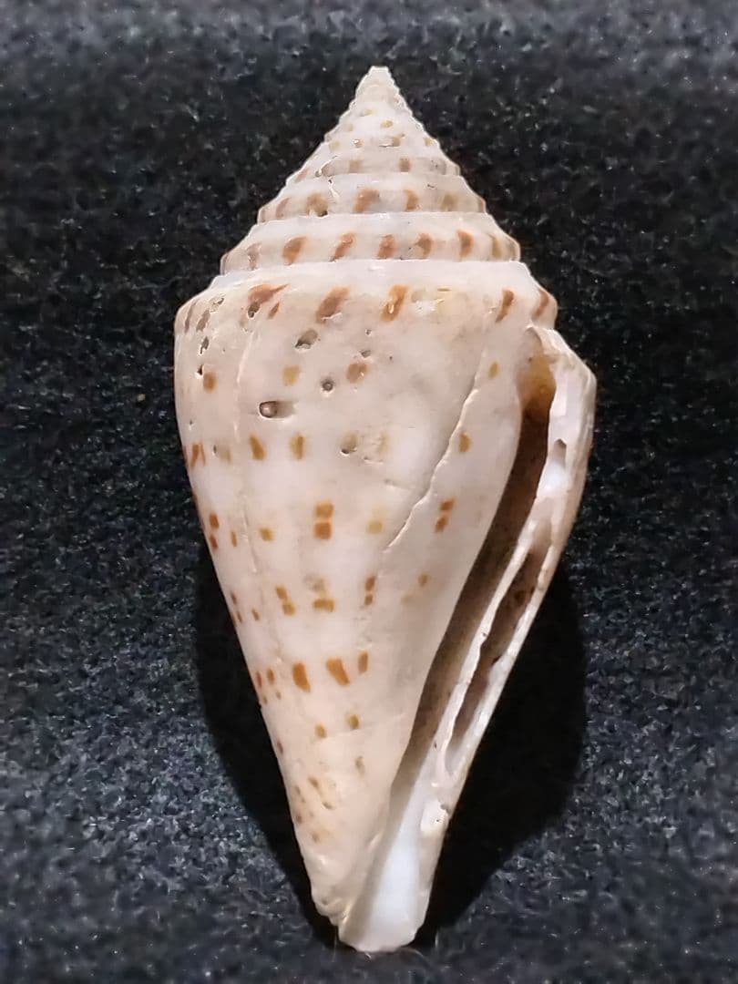 貝殻 ≪稀少≫ コブットウイモ (イモガイ科)