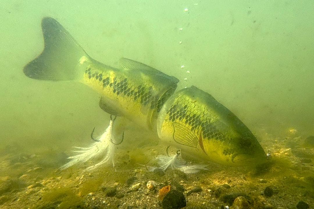 deps コードネームバス SS メンバー限定 新品 デプス スローシンキング