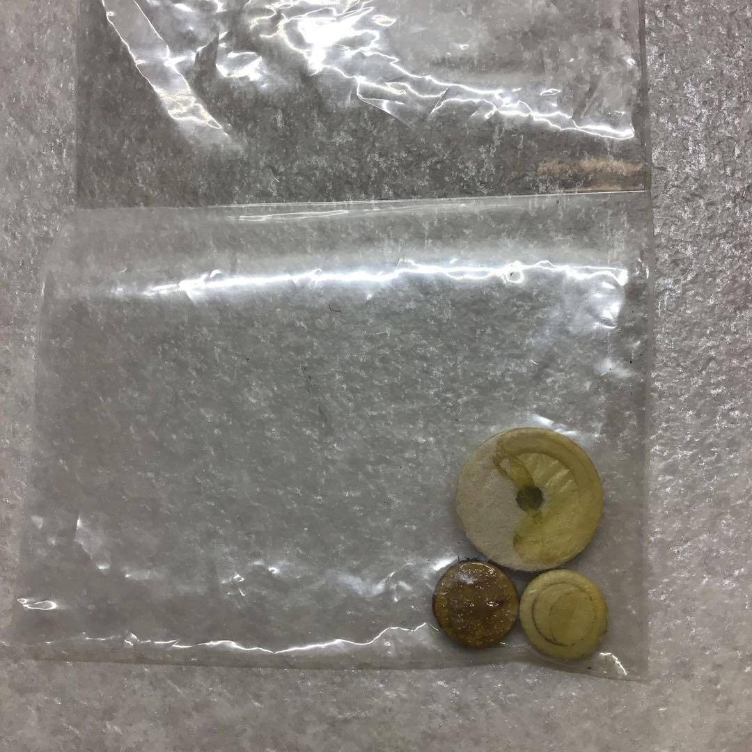 (8) SANKYO サンキョー フルート PRIMA ETUDE