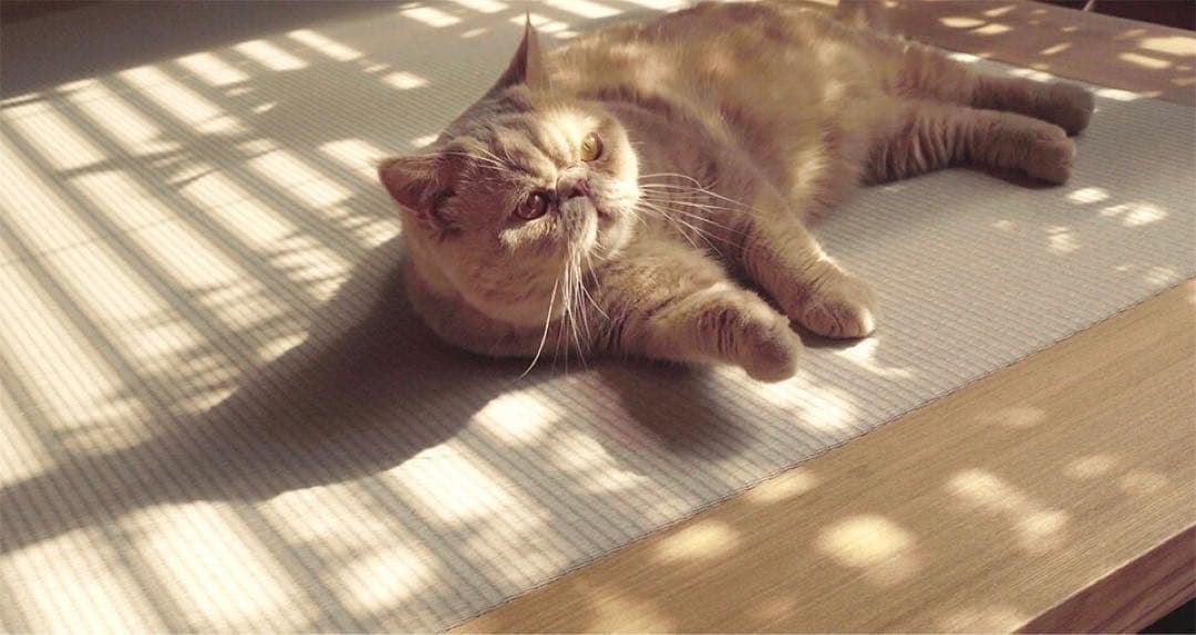 bonkotuLIVING BED リビングベッド 旭川家具 建築家二人