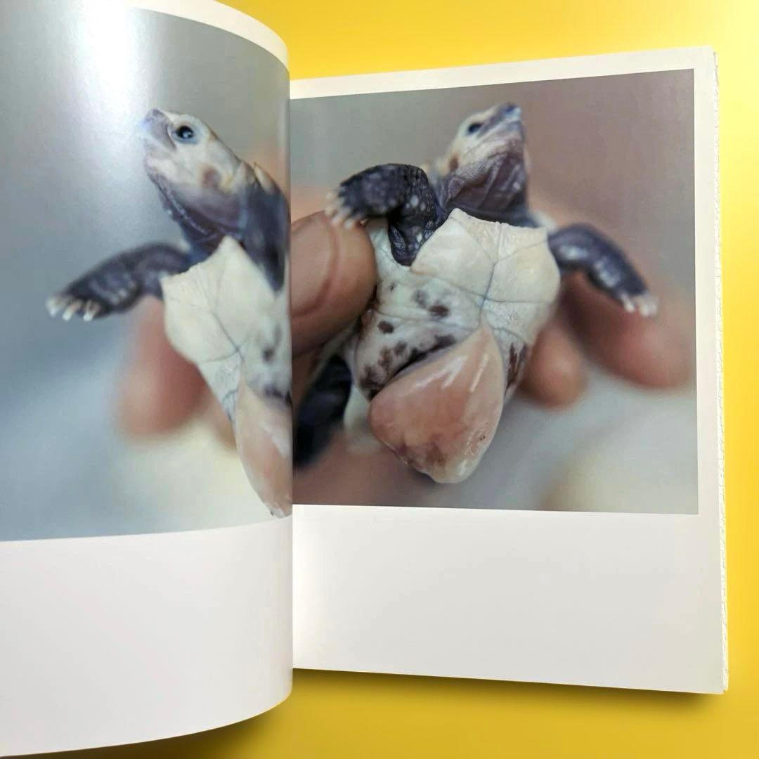 【初版】川内倫子 Rinko Kawauchi 写真集 AILA, アイーラ