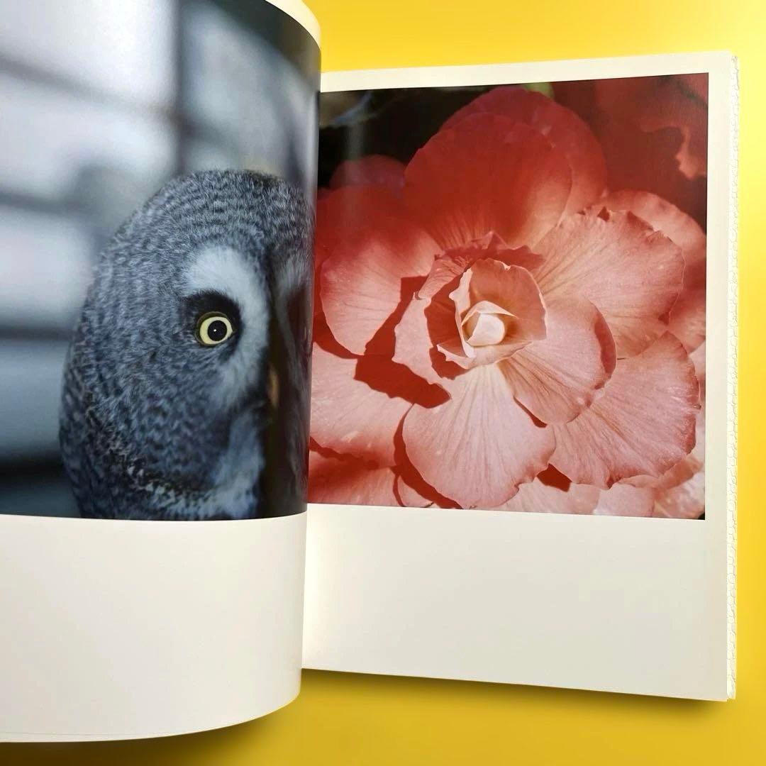 【初版】川内倫子 Rinko Kawauchi 写真集 AILA, アイーラ