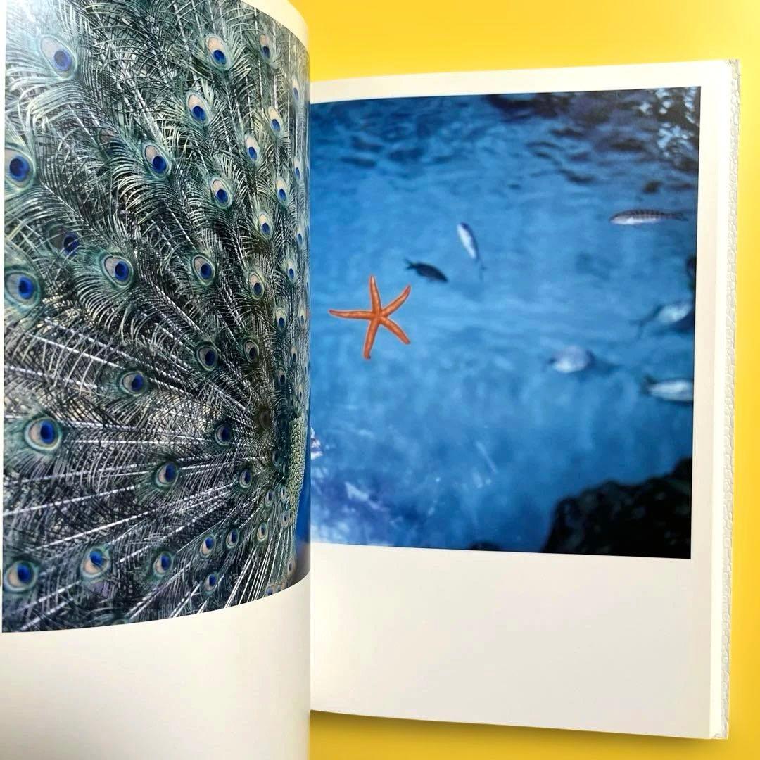 【初版】川内倫子 Rinko Kawauchi 写真集 AILA, アイーラ