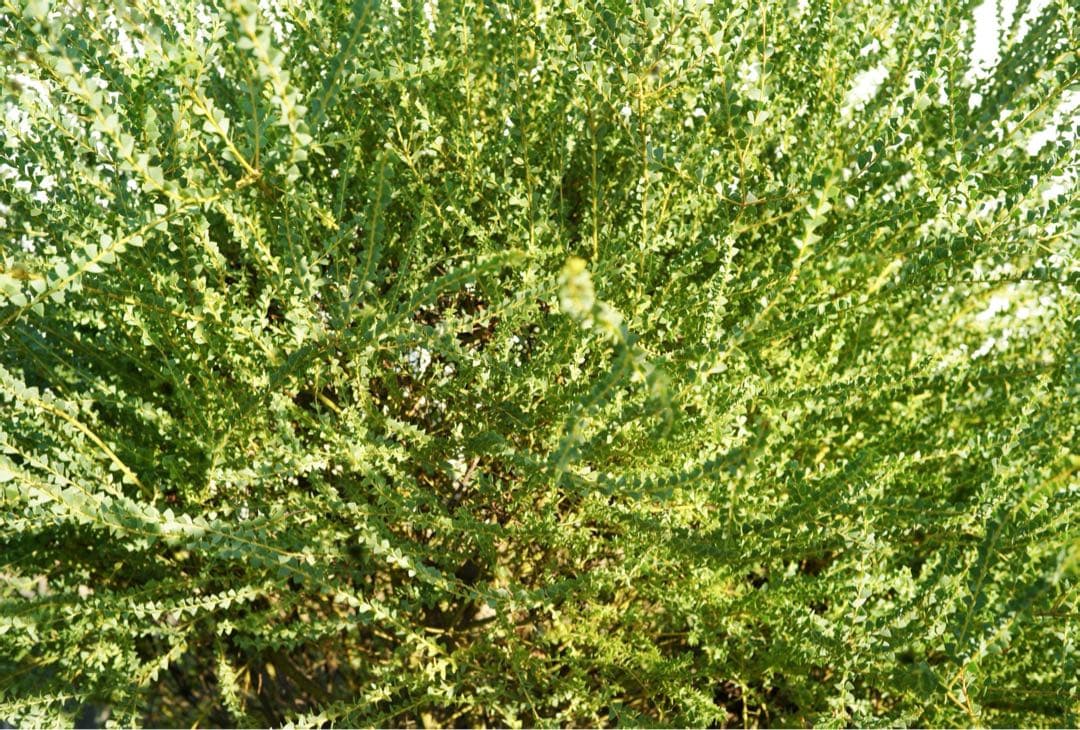 T*a様 Leica M9 本体 ライカ レンジファインダーカメラ ブラック 動